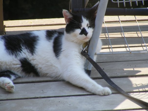 1933904_184443654096_1648005_n[1]